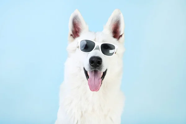 Swiss shepherd dog in sunglasses on blue background — Stock Photo, Image
