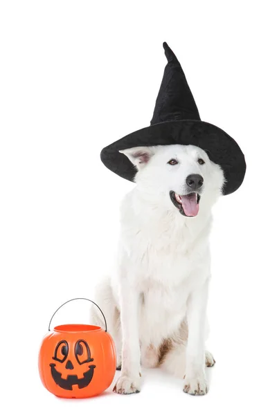 Swiss shepherd dog with halloween hat and bucket on white backgr — Stock Photo, Image