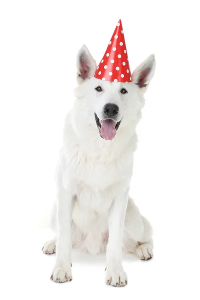 สุนัขเลี้ยงแกะสวิสที่มีหมวกวันเกิดบนพื้นหลังสีขาว — ภาพถ่ายสต็อก