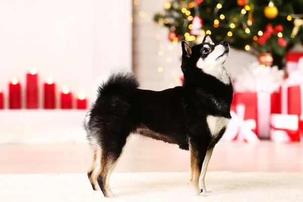 クリスマス ツリーの近く自宅に芝犬犬 — ストック写真