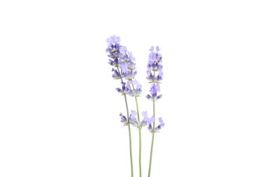 Beyaz arkaplanda lavanta çiçekleri izole