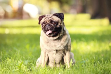 Pug köpek parkta çim üzerinde oturan