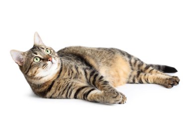 Beyaz arka planda yatan güzel kedi