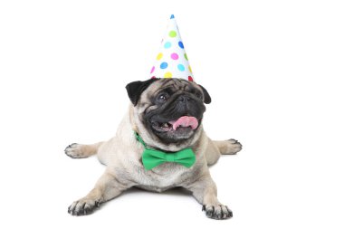 Beyaz arka plan üzerinde papyon ve doğum günü kap ile Pug köpek