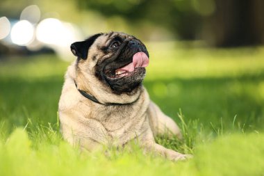 Pug köpek parkta çim üzerinde yatan
