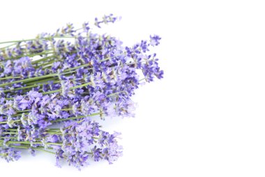 Beyaz arkaplanda lavanta çiçekleri izole