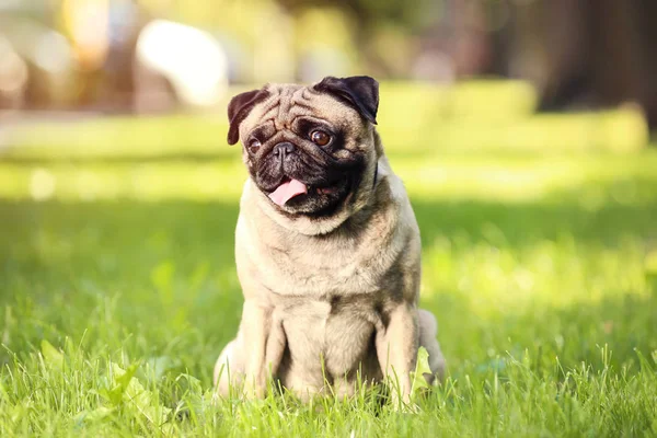 Mops-Hund sitzt auf dem Gras im Park — Stockfoto