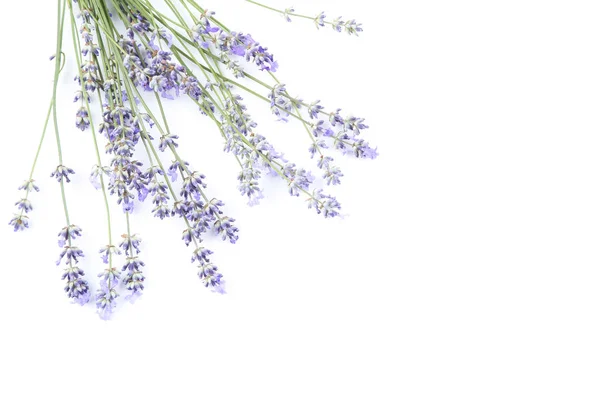 Lavender blommor isolerad på vit bakgrund — Stockfoto