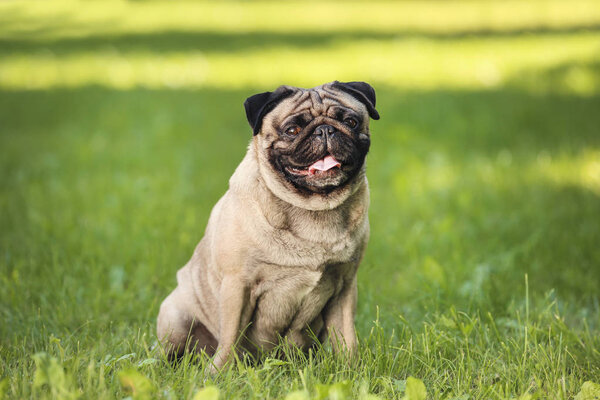 Pug dog sitting on the grass in park