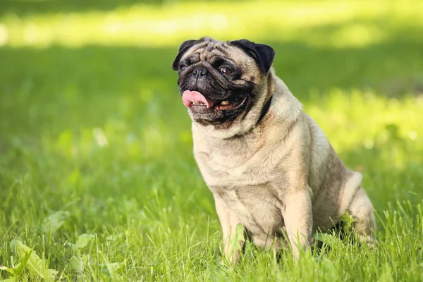 Pug cão sentado na grama no parque — Fotografia de Stock