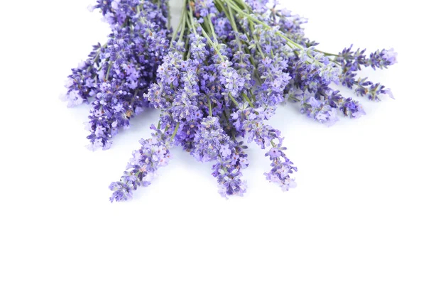 Lavender flowers isolated on white background