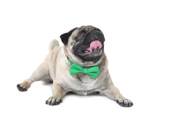 Pug dog con pajarita aislada sobre fondo blanco — Foto de Stock