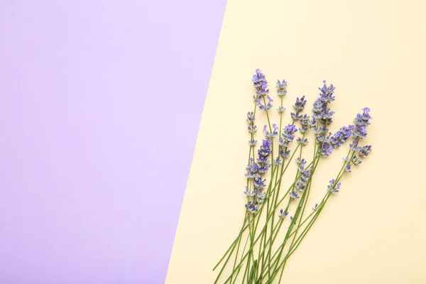 カラフルな背景にラベンダー色の花 — ストック写真