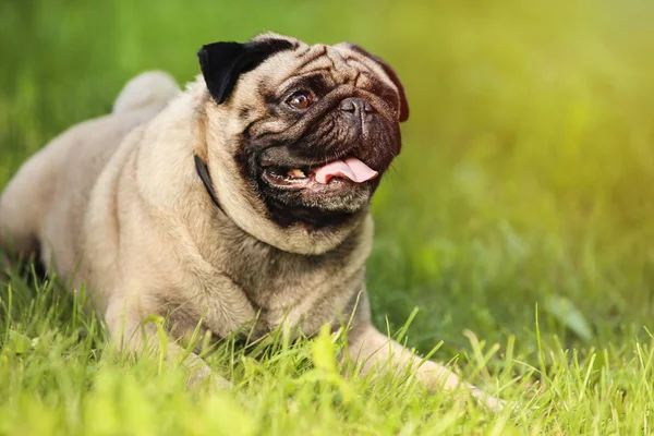 Mops-Hund liegt im Gras im Park — Stockfoto