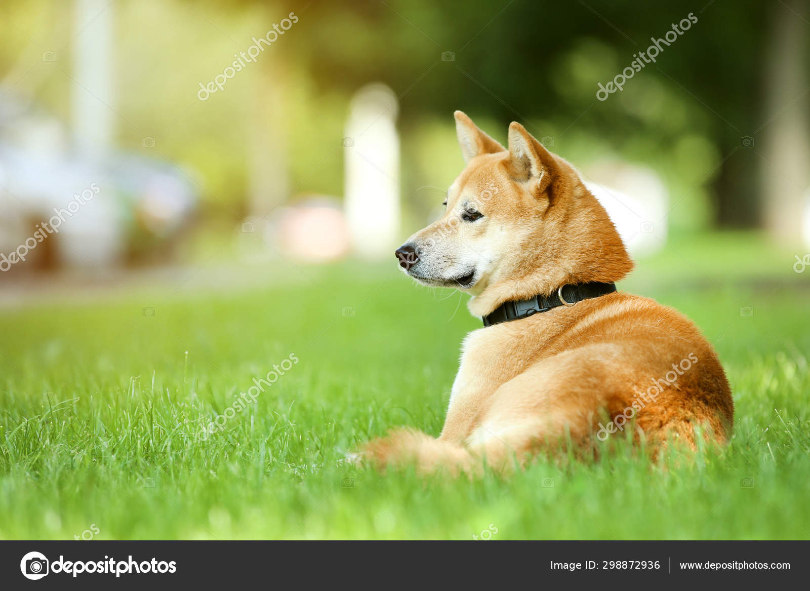 柴犬写真素材 ロイヤリティフリー柴犬画像 Depositphotos