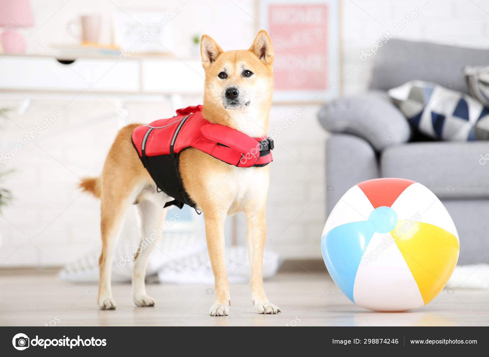 柴犬写真素材 ロイヤリティフリー柴犬画像 Depositphotos 柴犬写真素材 ロイヤリティフリー柴犬画像 Depositphotos