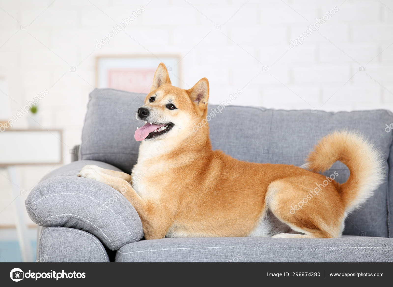 柴犬写真素材 ロイヤリティフリー柴犬画像 Depositphotos 柴犬写真素材 ロイヤリティフリー柴犬画像 Depositphotos