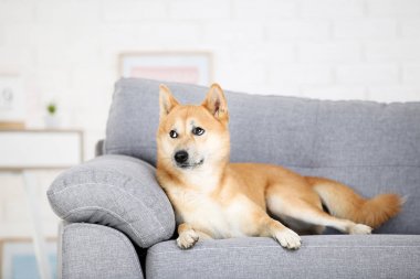 Shiba inu köpek evde gri kanepe üzerinde yalan