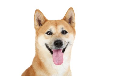 Beyaz arka plan üzerinde izole Shiba Inu köpek