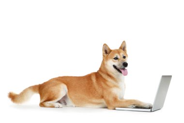 Beyaz arka plan üzerinde dizüstü bilgisayar ile Shiba inu köpek