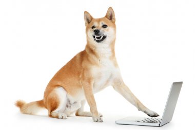 Beyaz arka plan üzerinde dizüstü bilgisayar ile Shiba inu köpek
