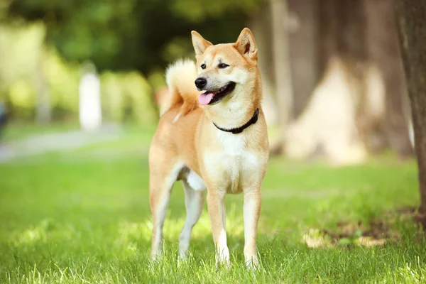 สุนัขชิบะอินุยืนอยู่บนหญ้าในสวนสาธารณะ — ภาพถ่ายสต็อก
