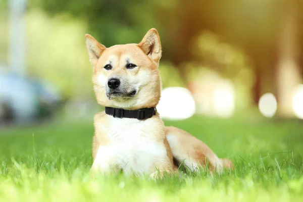 Shiba Inu psa leżącego na trawie w parku — Zdjęcie stockowe