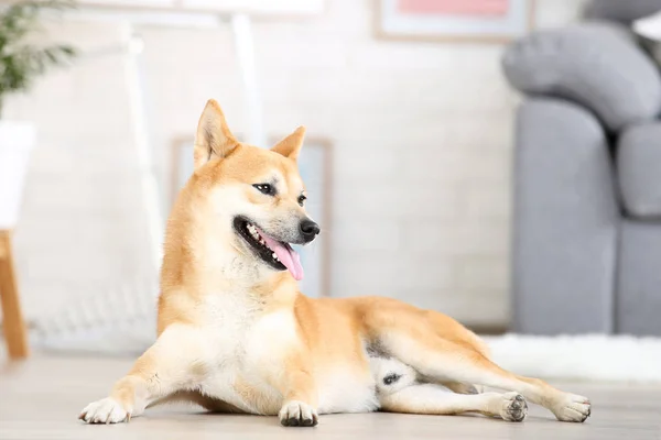 Shiba inu cão deitado no chão em casa — Fotografia de Stock