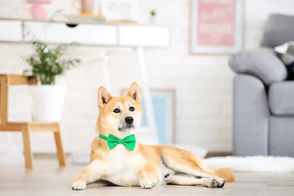 Shiba inu cão com laço verde deitado no chão em casa — Fotografia de Stock