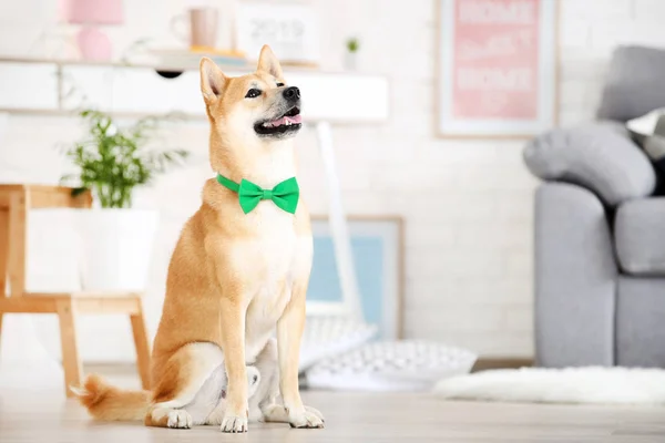 Собака шиба ину с зеленым галстуком из лука сидит дома на полу — стоковое фото