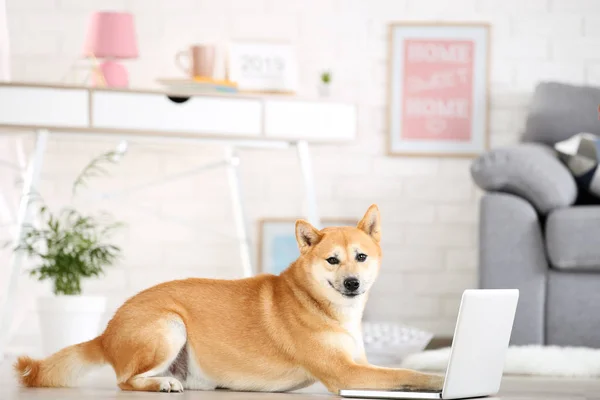 Сиба Ину собака лежит на полу дома с ноутбуком — стоковое фото