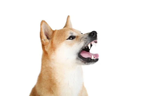 Shiba inu pes izolovaných na bílém pozadí — Stock fotografie