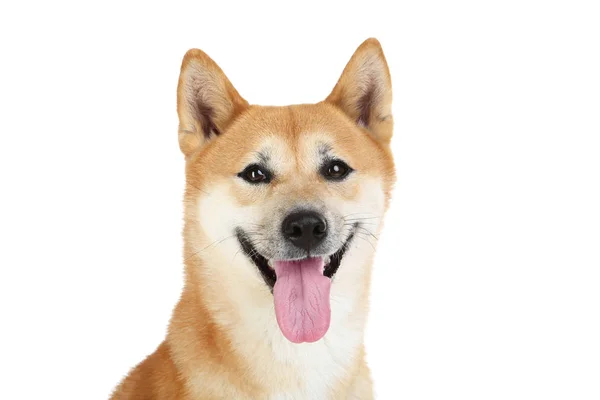 Shiba inu hond geïsoleerd op witte achtergrond — Stockfoto