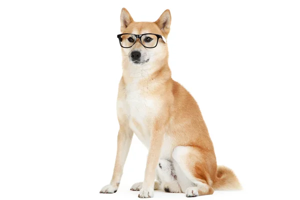 Το σκυλί της Shiba σε γυαλιά που απομονώνονται σε λευκό φόντο — Φωτογραφία Αρχείου