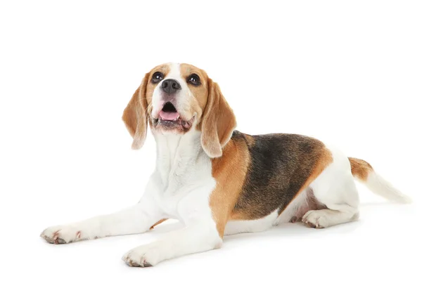 Chien beagle isolé sur fond blanc — Photo