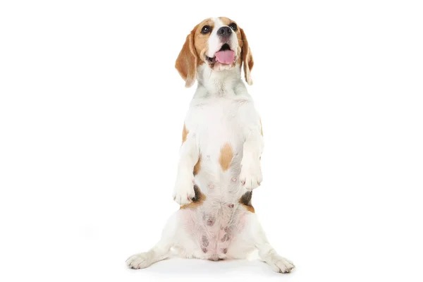 Beagle perro aislado sobre fondo blanco — Foto de Stock