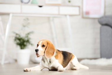 Beagle köpek evde yerde yatıyor