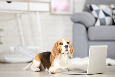 Dizüstü bilgisayar yerde yatan Beagle köpek
