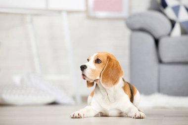 Beagle köpek yerde yatıyor