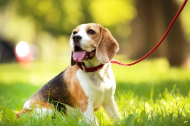 Beagle köpek parkta çim üzerinde oturan