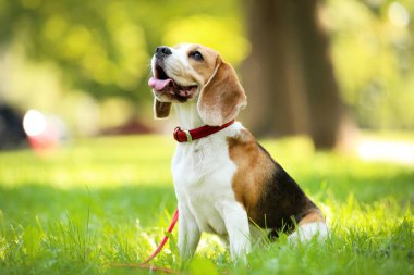 Beagle köpek parkta çim üzerinde oturan