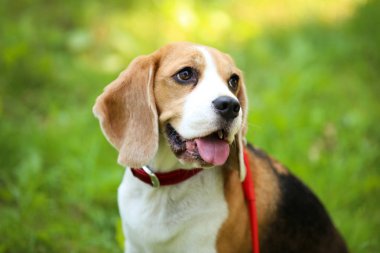 Beagle köpek parkta çim üzerinde oturan