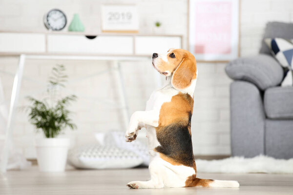 Beagle dog sitting on the floor at home