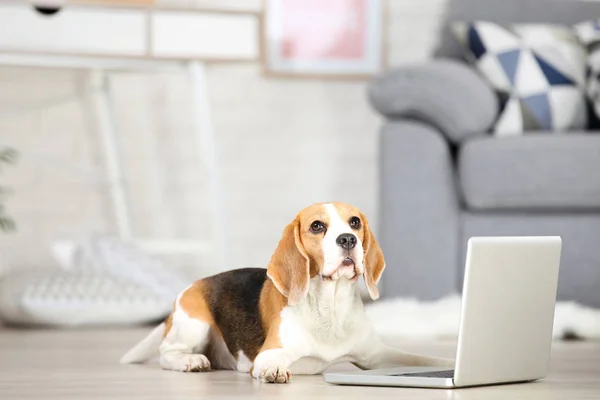 Beagle hond met laptop computer liggend op de vloer — Stockfoto