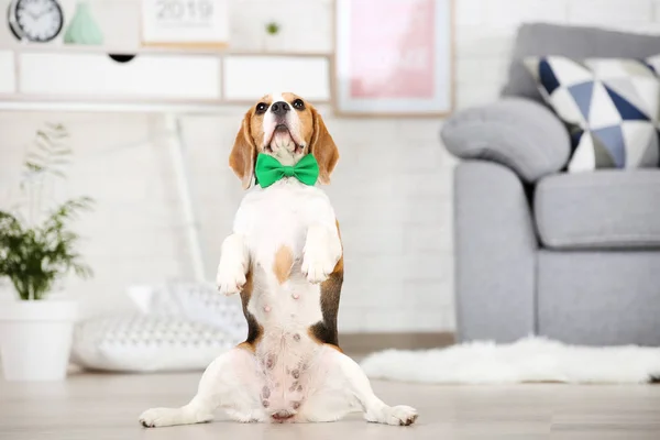 Cão beagle com laço verde sentado no chão — Fotografia de Stock