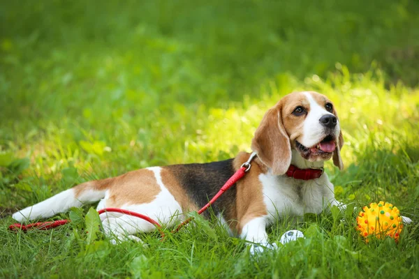 Beagle dog lying on the grass in park with yellow toy — Stock Photo, Image