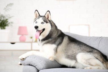 Husky köpek evde kanepede yatıyor