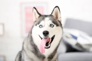 Husky köpek evde yerde oturan
