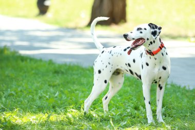 Dalmaçyalı köpek parkta çimüzerinde oynuyor