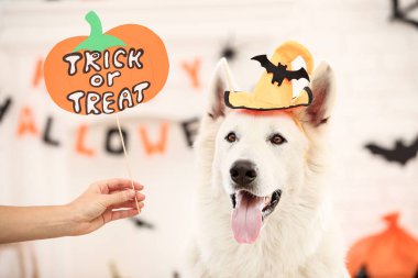 Metin Trick veya Treat ile halloween şapka İsviçre çoban köpeği